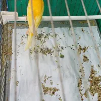 قناری نر قرمز