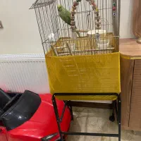 طوطی ملنگو|پرنده|کرج, شهرک صدف|دیوار