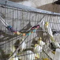 جوجه عروس دستی دان خور جوجه گرینچیک سرلاکی|پرنده|علیآباد کتول, |دیوار