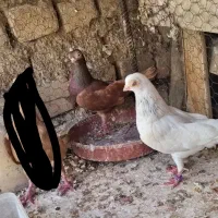 کبوتر زاغ و نر چشم تلسکوپی