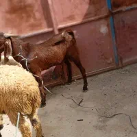 گوسفند نر فروشی