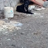 سک ماده قره قیز