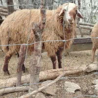 قوچ شیشک چهار دندان