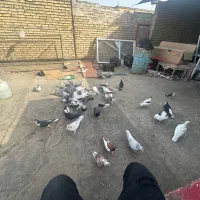 تعداد ۴۱ عدد کبوتر کلی|پرنده|مشهد, شهید معقول|دیوار