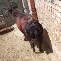 فروش قوچ افشار اصیل