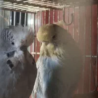 مرغ عشق گریدa|پرنده|تهران, میدان میوه و تره‌بار مرکزی|دیوار