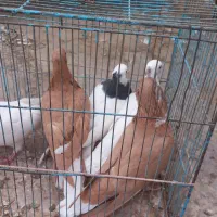 کفتر|پرنده|سبزوار, قصبه شرقی|دیوار