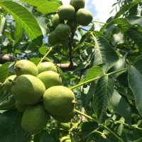 فروش نهال گردو پیوندی|خدمات باغبانی و درختکاری|نقده, |دیوار