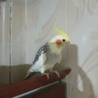 عروس هلندی سخنگو نر