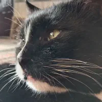 گربه دوست داشتنی|گربه|زاوه, |دیوار