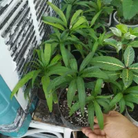 گل اپارتمانی مقاوم|گل و گیاه طبیعی|فسا, |دیوار