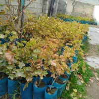 درختچه های انگور|گل و گیاه طبیعی|مشگین شهر, |دیوار