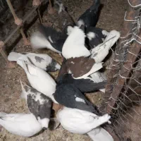 ۱۵ تا کفتر فری سده دم سفید کشکله طوقی خال