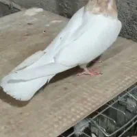 طوقی|پرنده|اشکنان, |دیوار