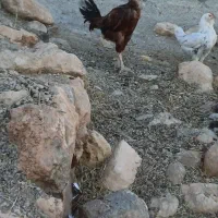 خروس لاری اصل