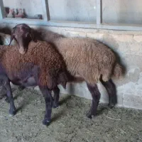 بره نر