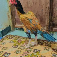 حیوانات مزرعه و خانگی