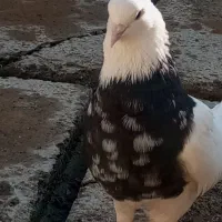 کبوتر|پرنده|سقز, |دیوار