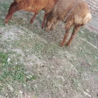 بر شیر مست|حیوانات مزرعه|اردبیل, |دیوار