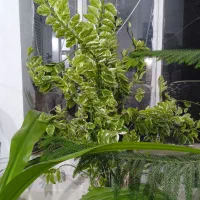 انواع گل های آپارتمانی