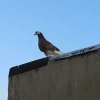کبوتر شازده