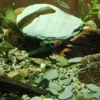 ماهی اکواریوم شارک دم قرمز|ماهی|گرگان, |دیوار