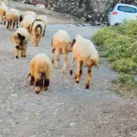 بره