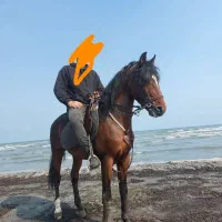 نریان قد۱۶۰