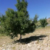 باغ، باغچه، در خان زنیان منطقه هفت برم