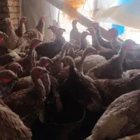 بوقلمون بربون تعداد10 تا نر 20 تا ماده بفروش میرسد|حیوانات مزرعه|دشتابی, |دیوار