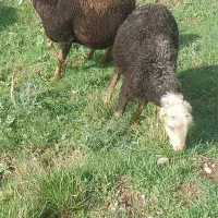 میش بره پلنگی