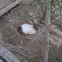 خرگوش نر خشگل