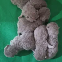 گربه های اسکاتیش وبریتیش