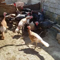 بوقلمون|حیوانات مزرعه|کرمانشاه, |دیوار