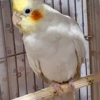 عروس هلندی