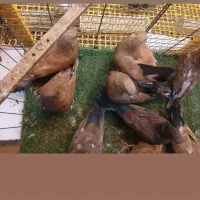 کله ای تاپ|پرنده|دیلم, |دیوار