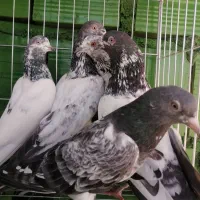8عدد کبوتر پاکستانی|پرنده|میناب, |دیوار