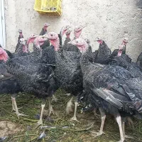 بوقلمون. آماده پروار شدن|حیوانات مزرعه|رزن, |دیوار