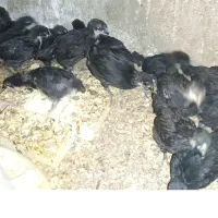 جوجه مرغ محلی مشکی