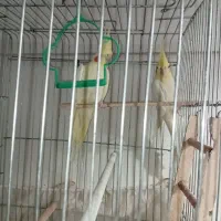 جفت عروس هلندی بخون بالوازم|پرنده|قدس, شهرک صنعتی زاگرس|دیوار