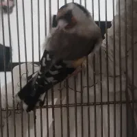 سهره جوجه قفس نر
