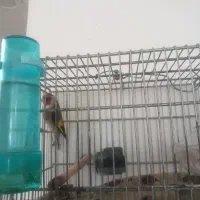 سهره ماده. ۲ عدد