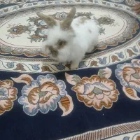 خرگوش|موش و خرگوش|بیجار, |دیوار