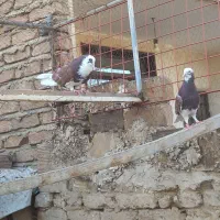 کبوترپرشی نروماده جفتی۵۰۰هزار