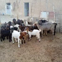 فروش میش و کره|حیوانات مزرعه|خورموج, |دیوار