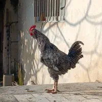 خروس محلی دورگ پلیموت راک