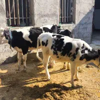 سه راس  گوسال سیمینتال