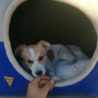 توله میکس جک راسل و اشپیتز 6ماهه|سگ|مبارکه, |دیوار