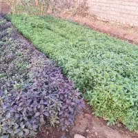 سبزی تازه و فلفل شیرین و نرم روستای گاومیشان|خوردنی و آشامیدنی|دره شهر, |دیوار
