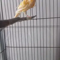 قناری نر|پرنده|سراب, |دیوار